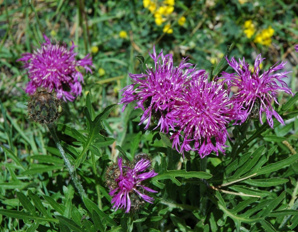 Centaurea scabiosa subsp. alpestris